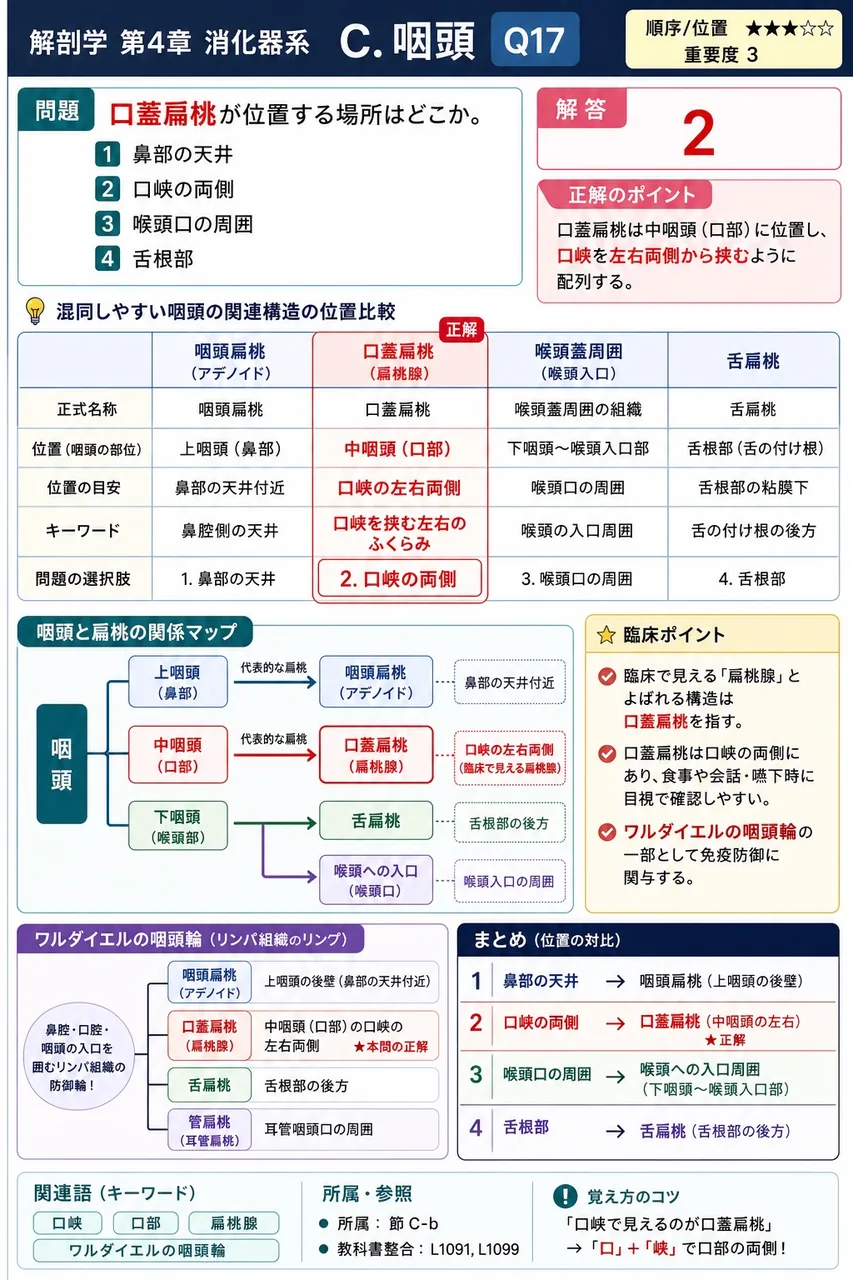 口蓋扁桃が位置する場所はどこか。 解説図