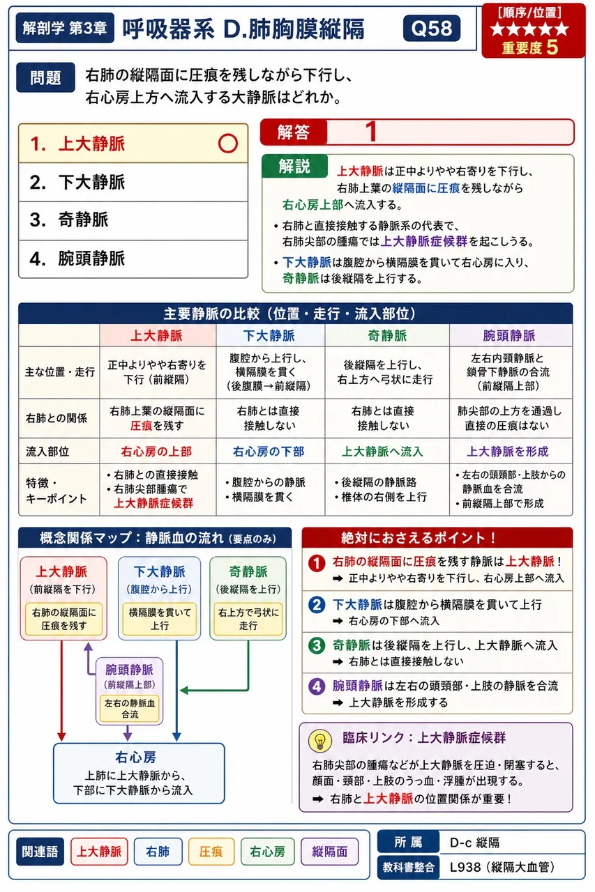 嚥下運動を3相に分けたとき、口腔相・咽頭相に続く第3の相を何というか(国試解説で標準化された3相区分に基づく)。 解説図