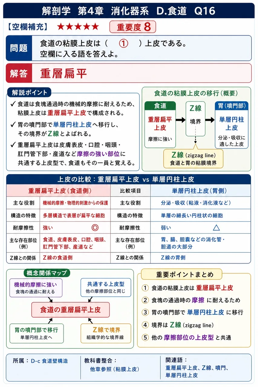 食道の粘膜上皮は( ① )上皮である。空欄に入る語を答えよ。 解説図