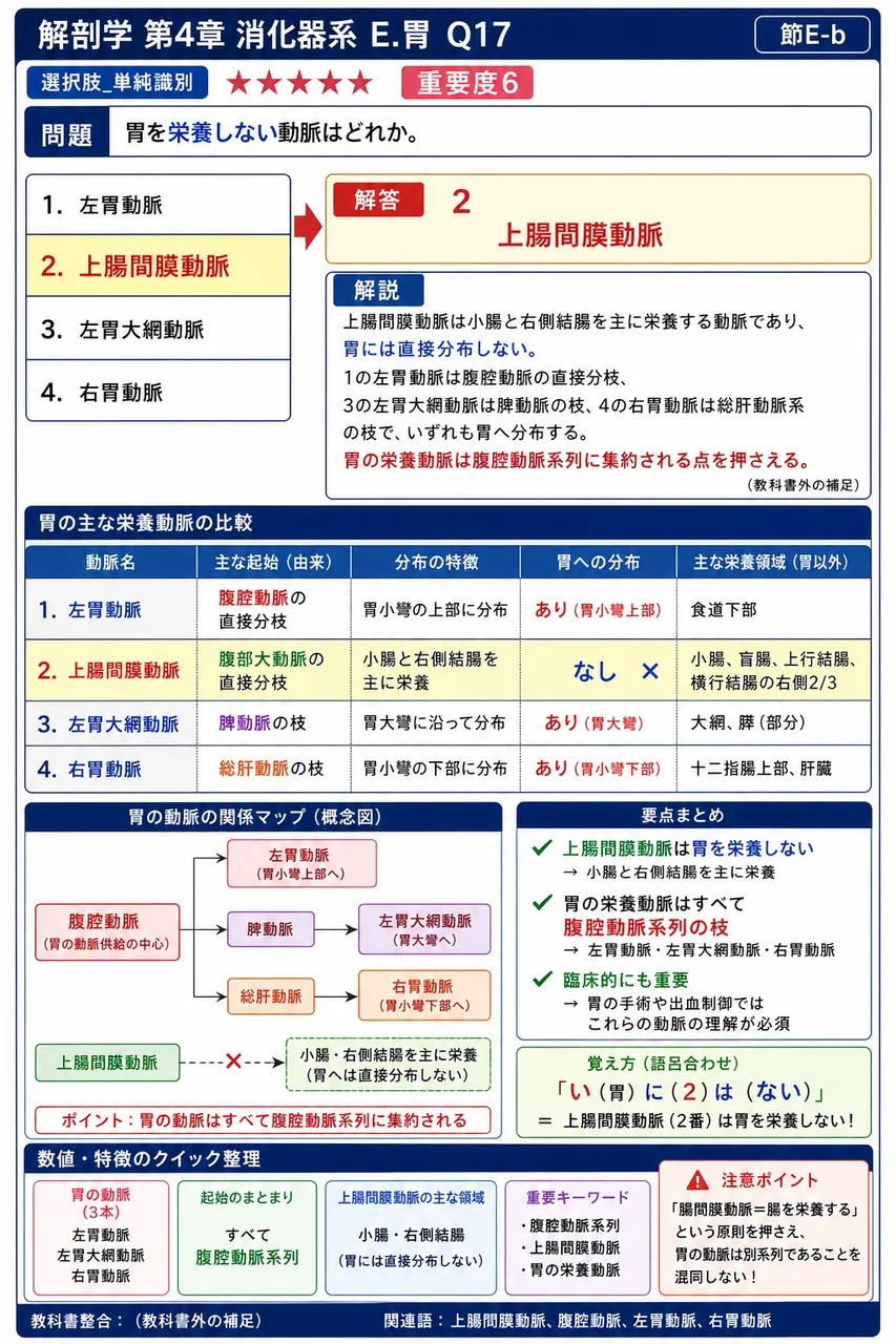 胃の筋層について正しいのはどれか。 解説図
