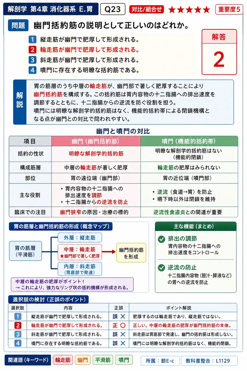 幽門括約筋の説明として正しいのはどれか。 解説図
