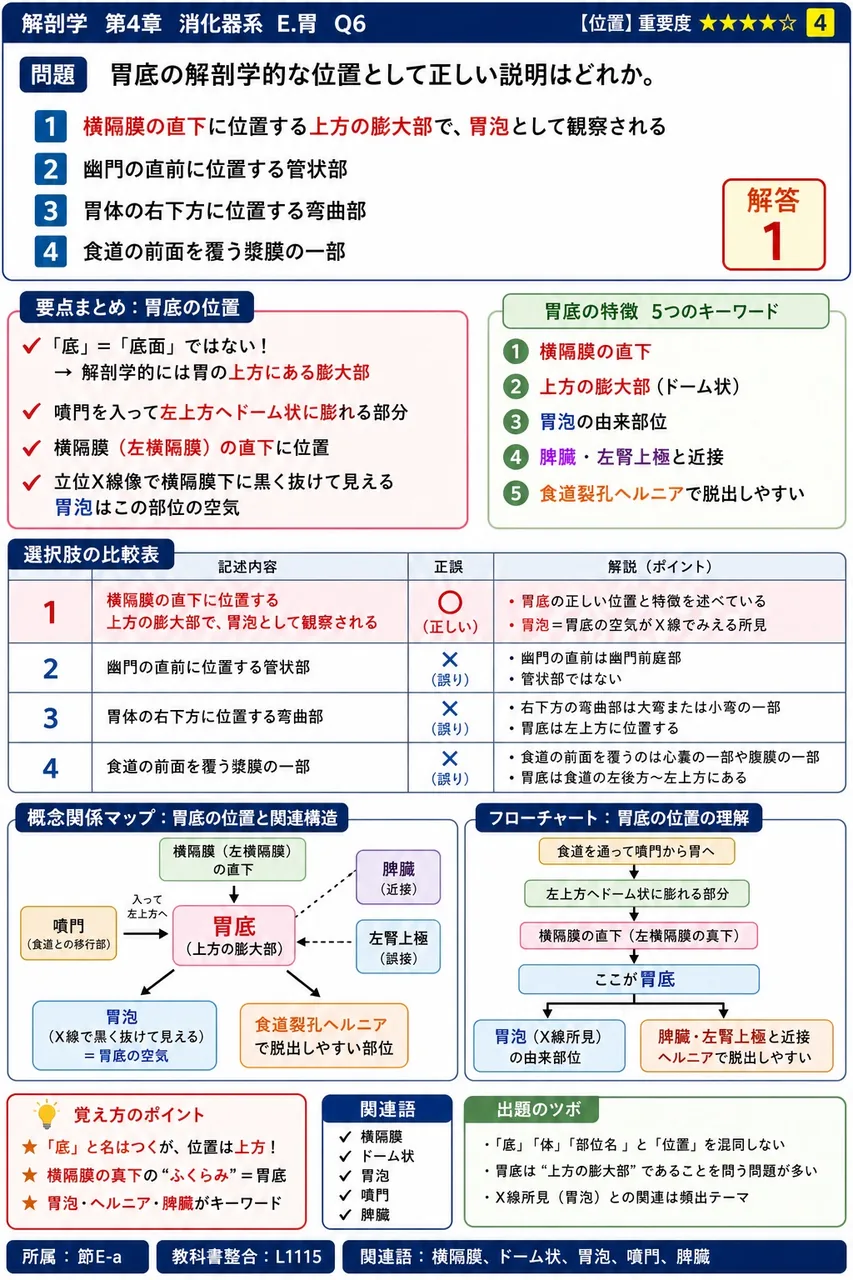 大十二指腸乳頭で胆汁および膵液の流出を調節する平滑筋はどれか。 解説図