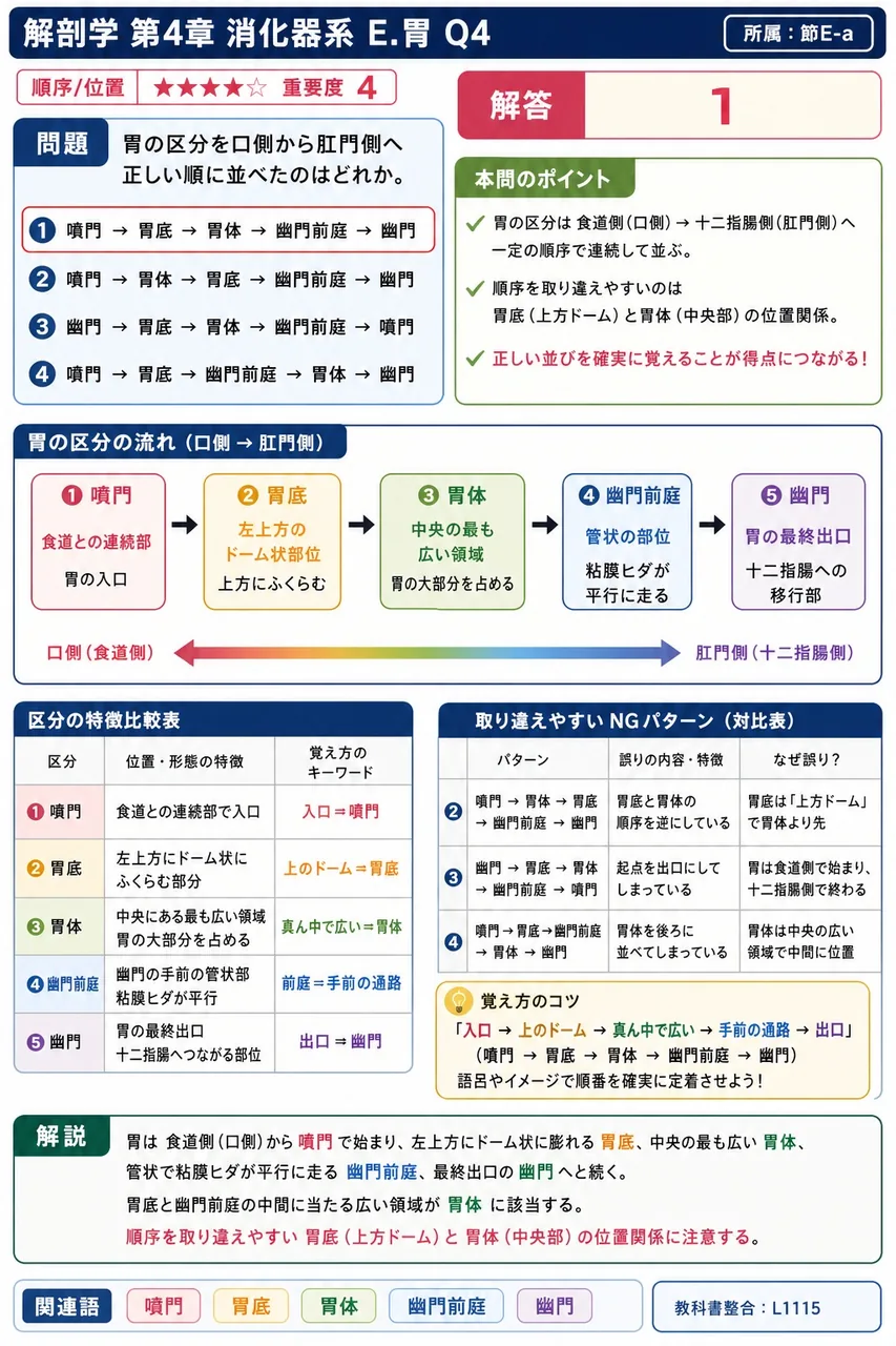 十二指腸は第( a )腰椎の左側で空腸に移行し、この移行部を( b )という。 解説図