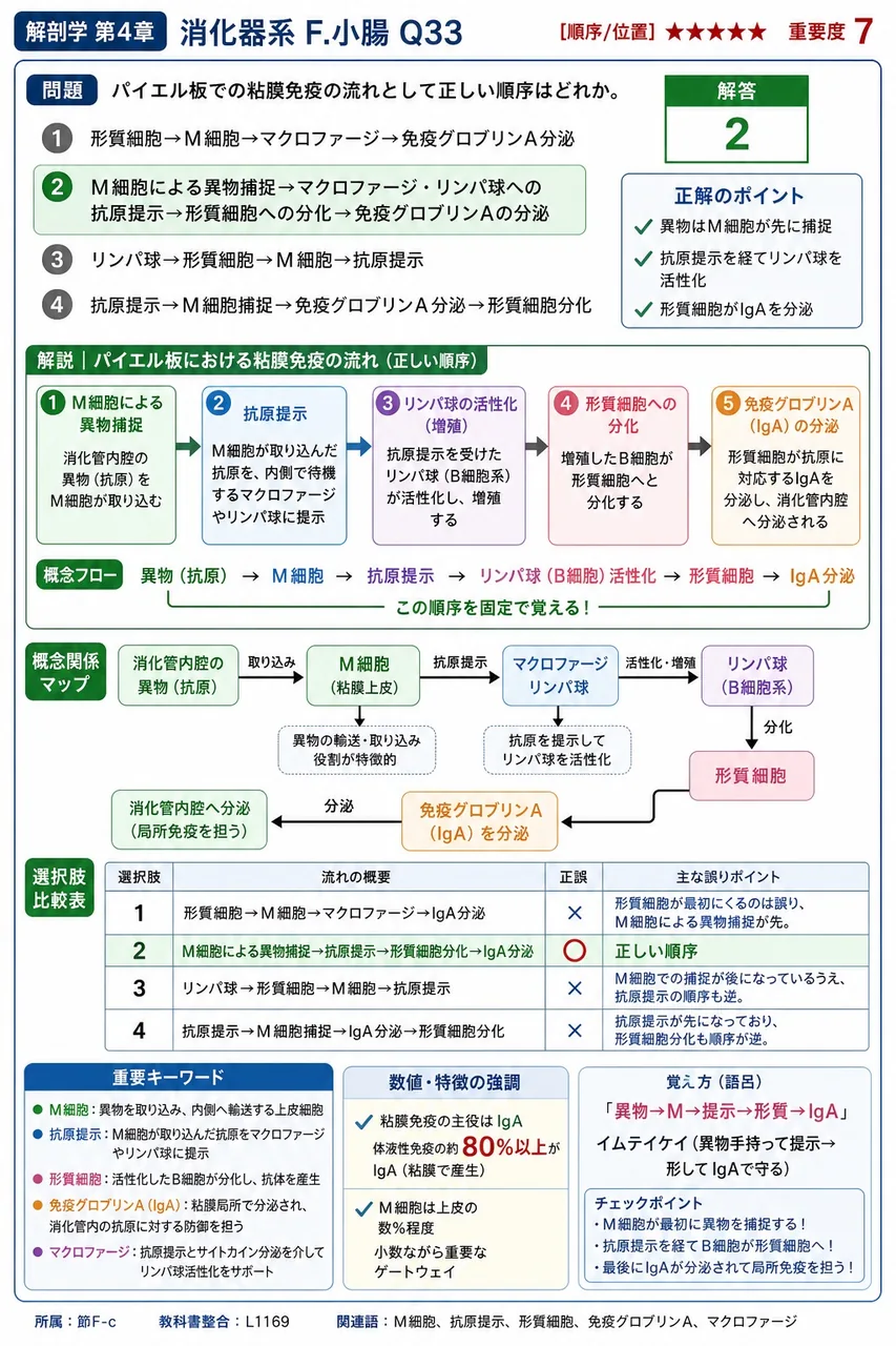 小腸と大腸の構造比較として誤っているのはどれか。 解説図