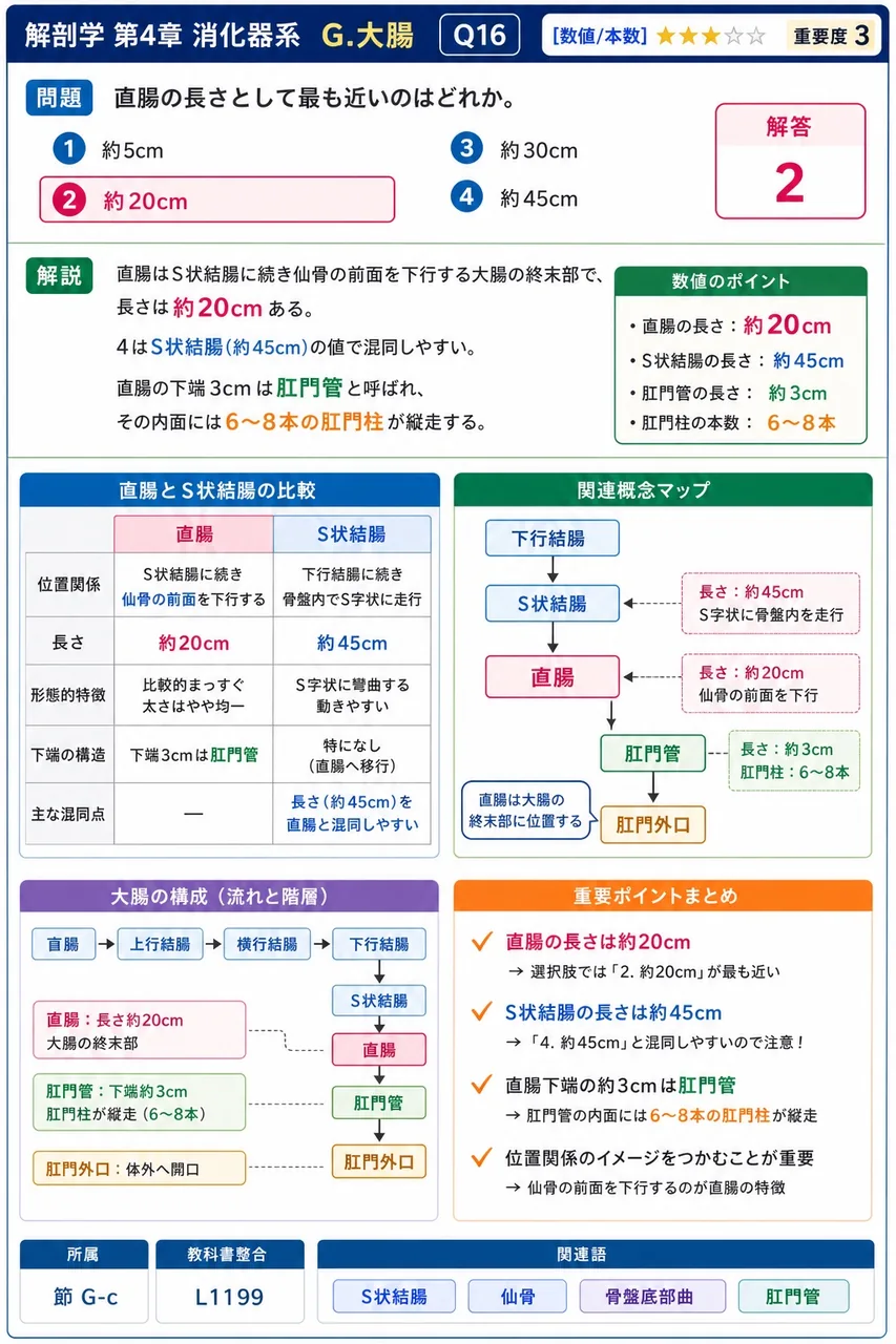 大腸と小腸との比較として正しいのはどれか。 解説図
