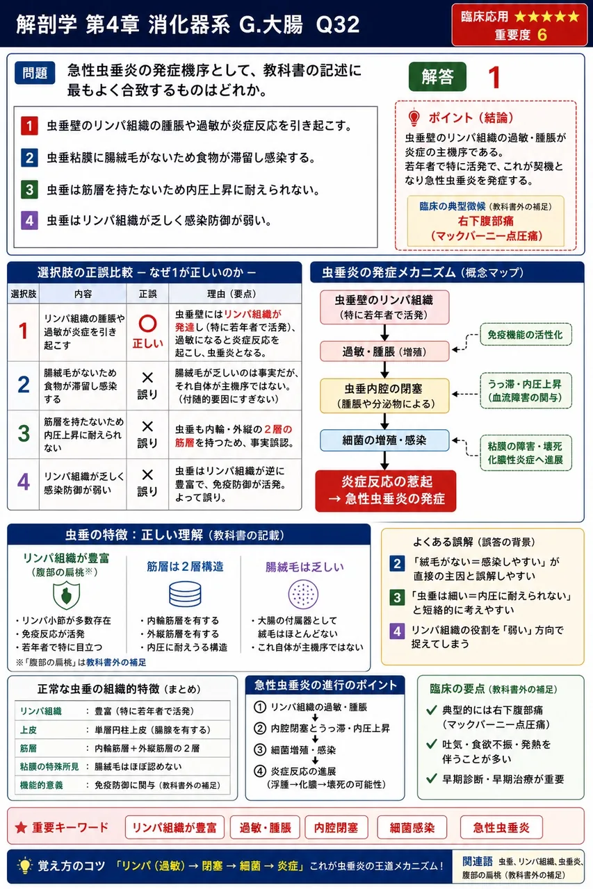 回腸の末端は大腸の側壁に開口し、その入口を( a )という。ここでは粘膜がヒダ状に大腸内腔に突出して( b )を形成し、大腸内容の小腸への逆流を防ぐ。 解説図