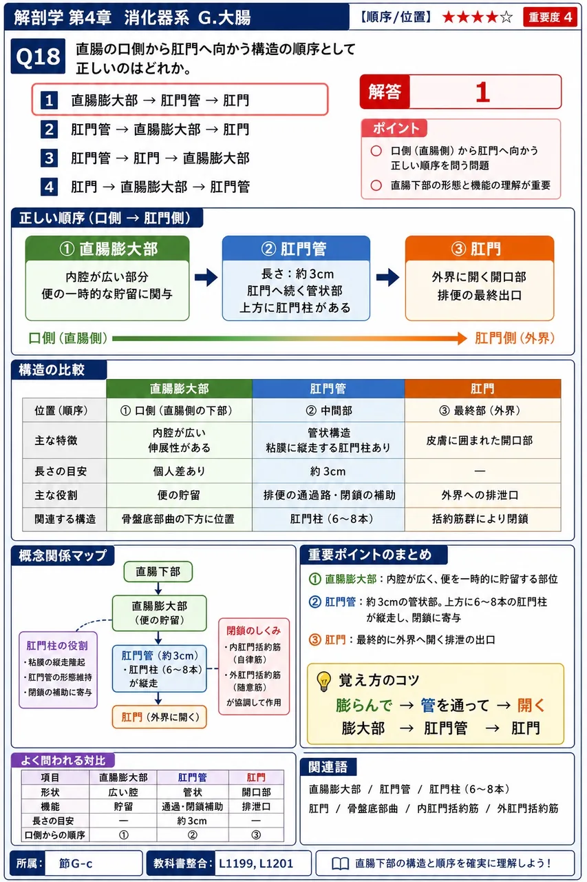 直腸の口側から肛門へ向かう構造の順序として正しいのはどれか。 解説図