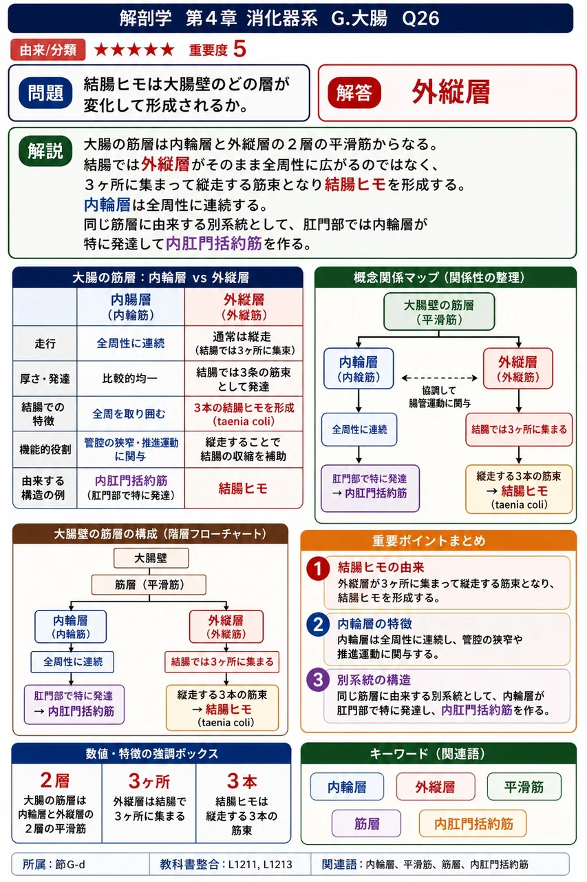 結腸ヒモは大腸壁のどの層が変化して形成されるか。 解説図