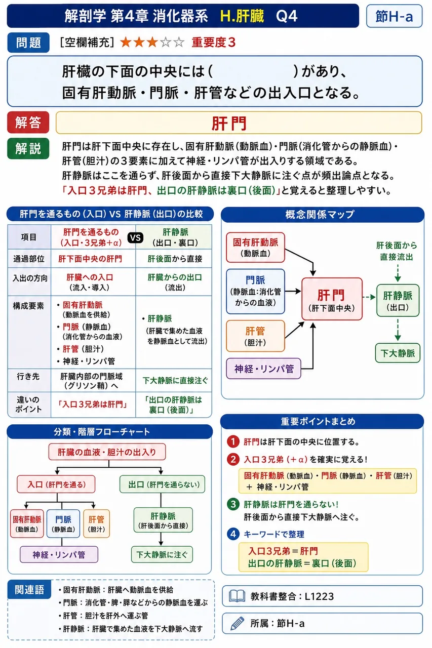 肝臓の葉のうち、最も体積が大きいものはどれか。 解説図