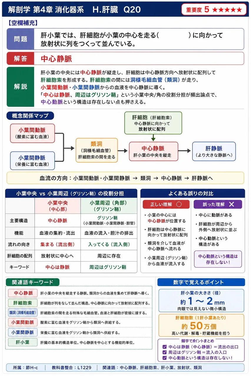 ディッセ腔にみられる細胞はどれか。 解説図
