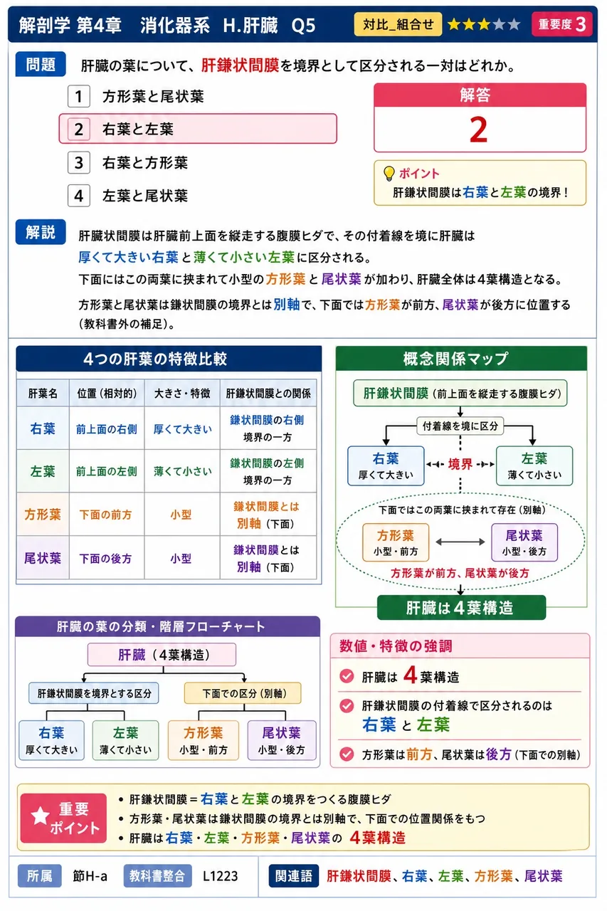 肝臓で作られた( a )を一時的に蓄える袋状の器官を( b )という。 解説図