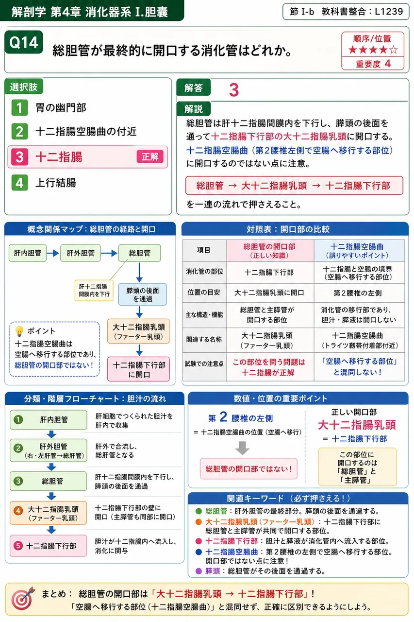 大十二指腸乳頭の開口部には、胆汁・膵液の流れを調節する( )がある。 解説図