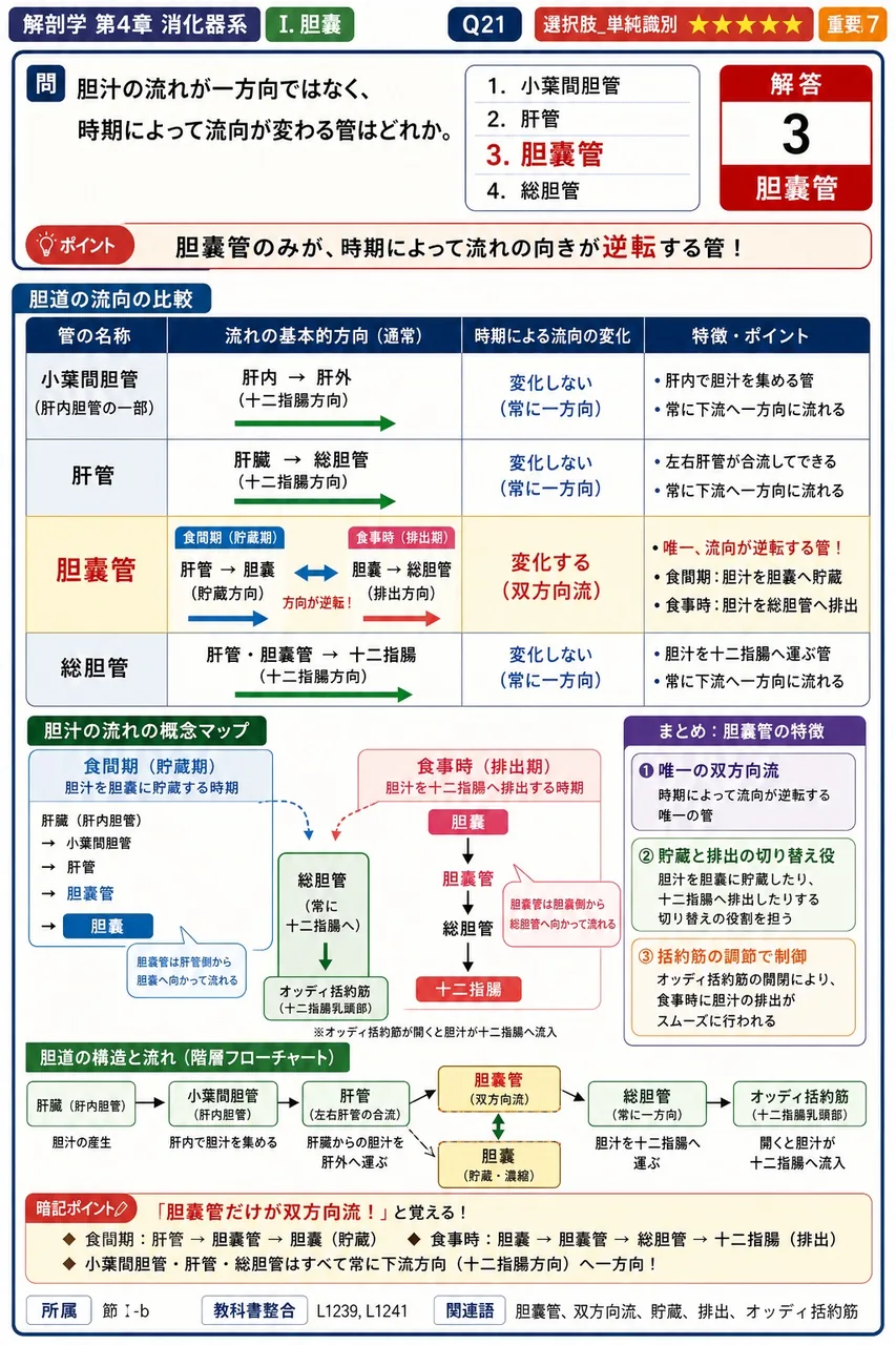 胆汁の流れが一方向ではなく、時期によって流向が変わる管はどれか。 解説図