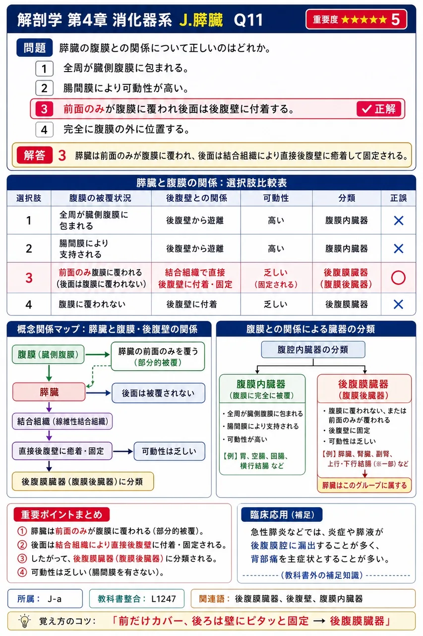 主膵管と総胆管の合流部が開口する十二指腸内壁の隆起を( )という。 解説図