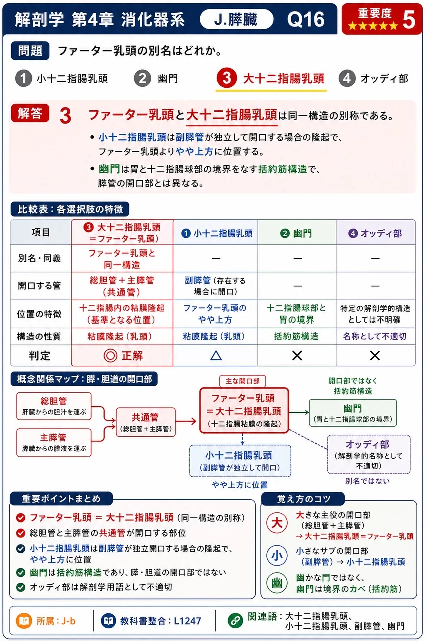 膵体・膵尾を主に栄養する動脈はどれか。 解説図