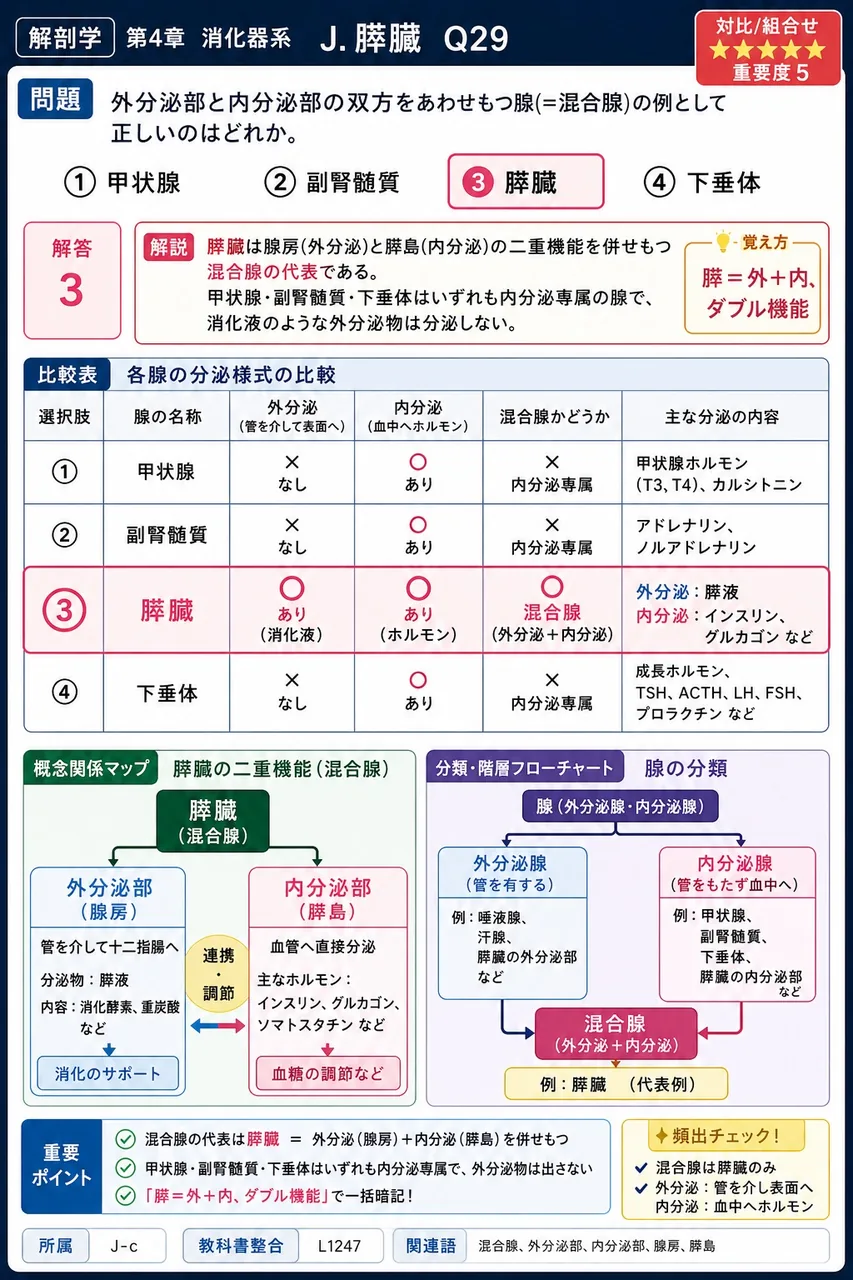 膵尾側で密度が高いランゲルハンス島の分布偏位は、臨床的にどのような意義をもつか。簡潔に述べよ。 解説図