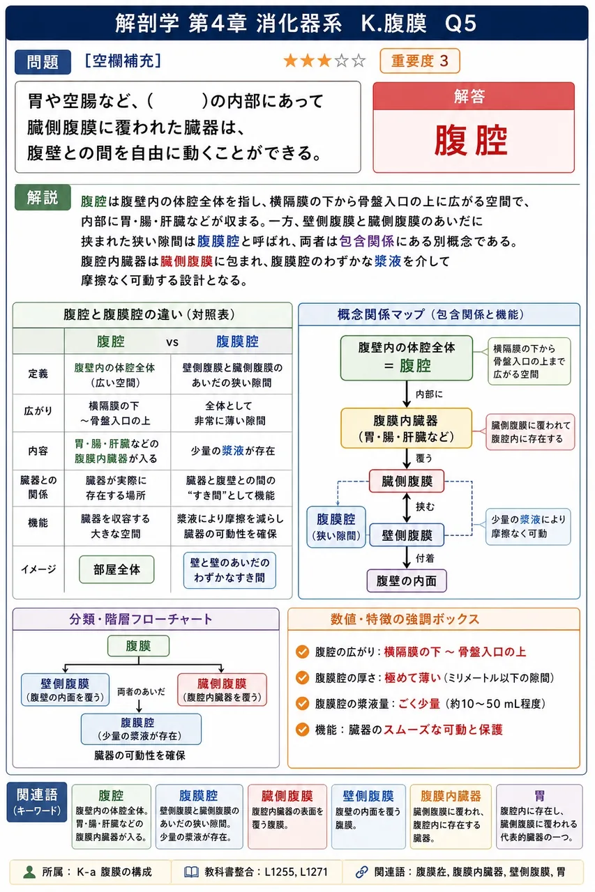 胃や空腸など、( )の内部にあって臓側腹膜に覆われた臓器は、腹壁との間を自由に動くことができる。 解説図