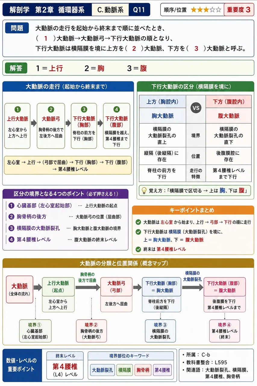 間膜と付着部の組合せで正しいのはどれか。 解説図