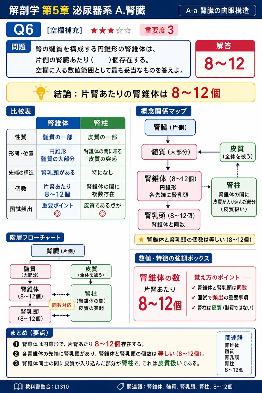腎の髄質を構成する円錐形の腎錐体は、片側の腎臓あたり( )個存在する。空欄に入る数値範囲として最も妥当なものを答えよ。 解説図