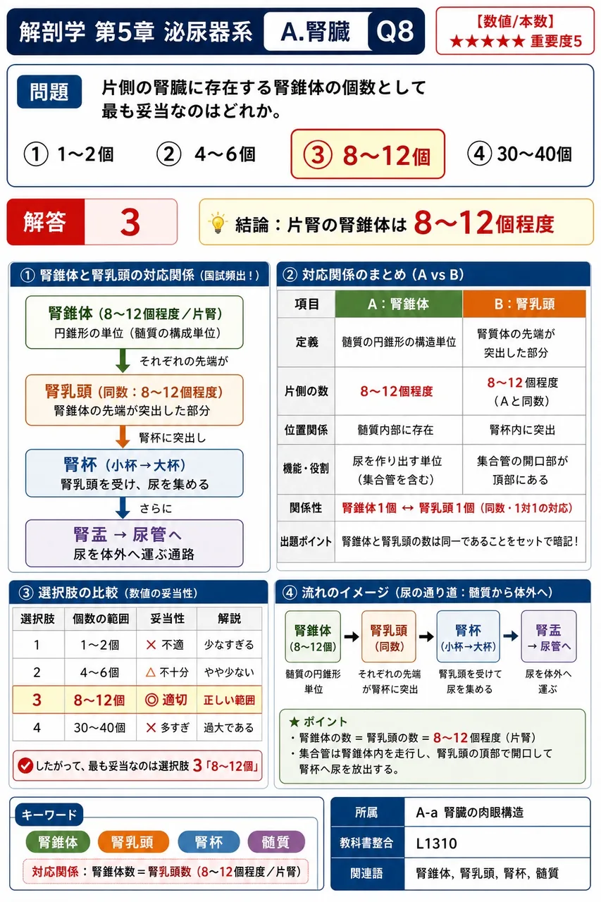 腎錐体・腎柱について正しいのはどれか。 解説図