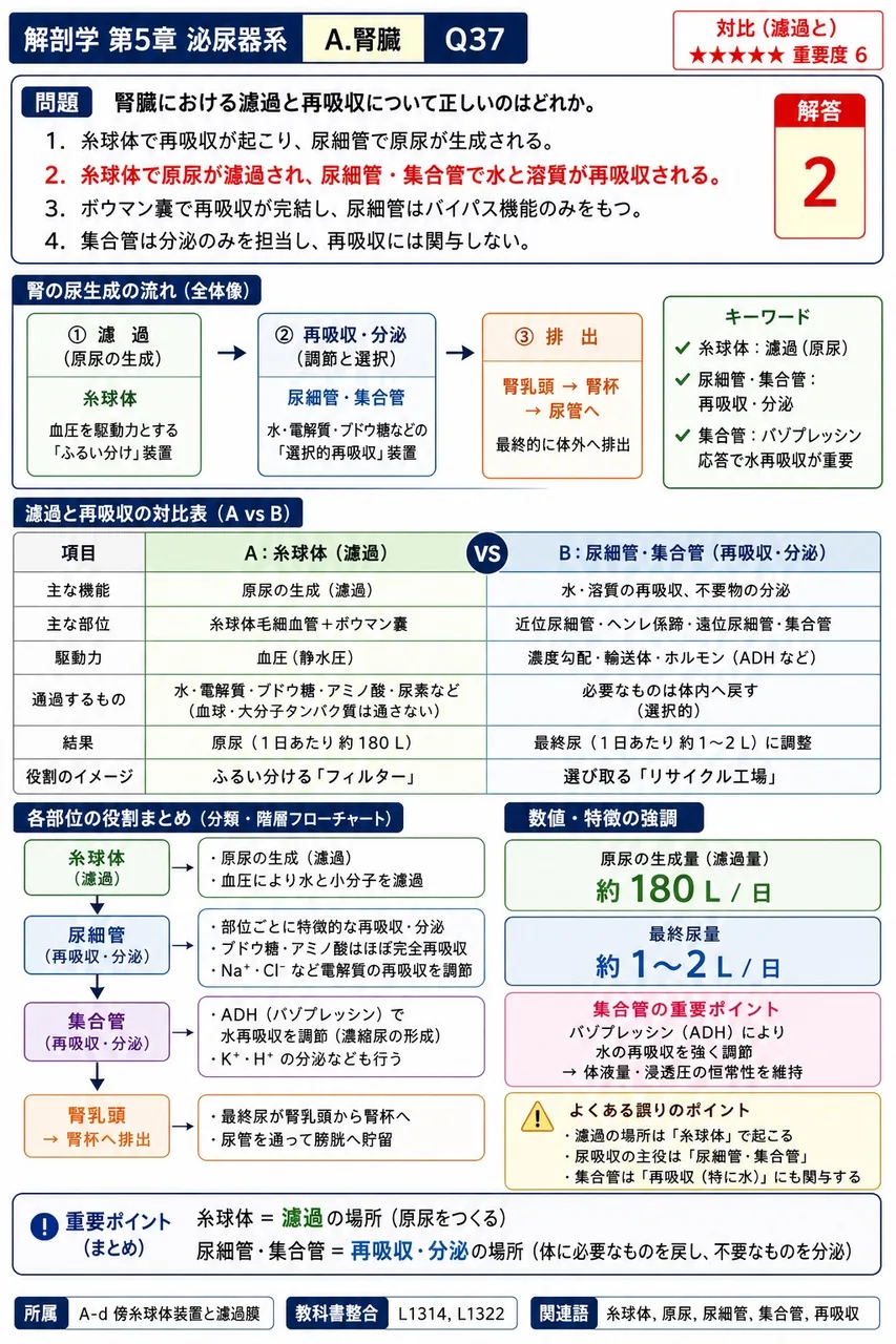 腎臓の髄質について正しいのはどれか。 解説図