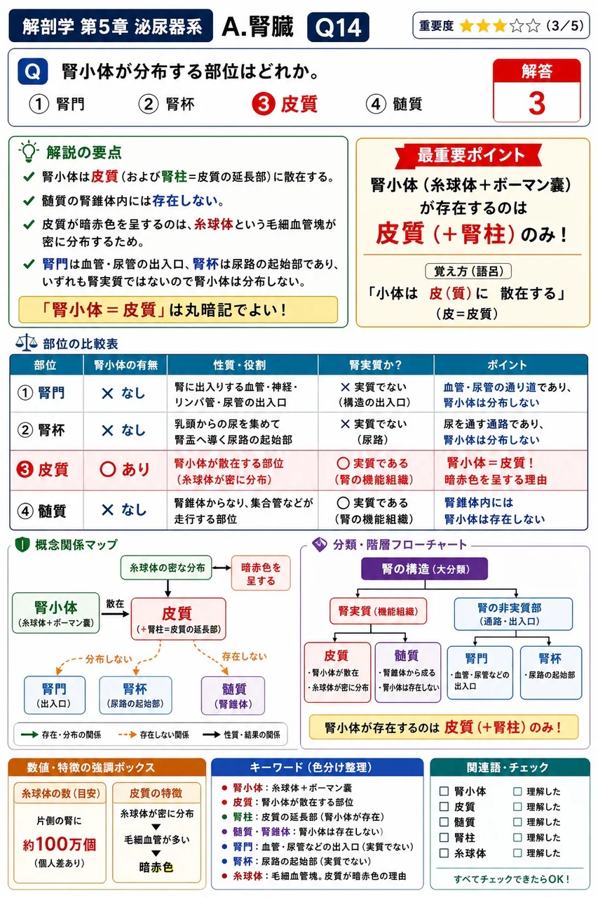 ボウマン嚢の2つの極について正しいのはどれか。 解説図