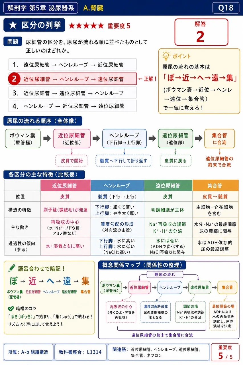 近位尿細管と遠位尿細管・ヘンレループの関係について正しいのはどれか。 解説図