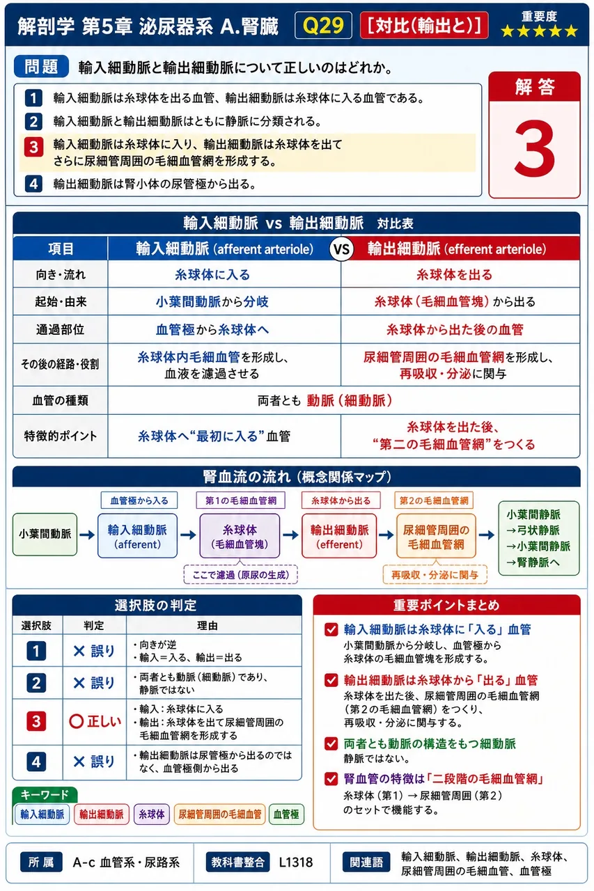 輸入細動脈と輸出細動脈について正しいのはどれか。 解説図