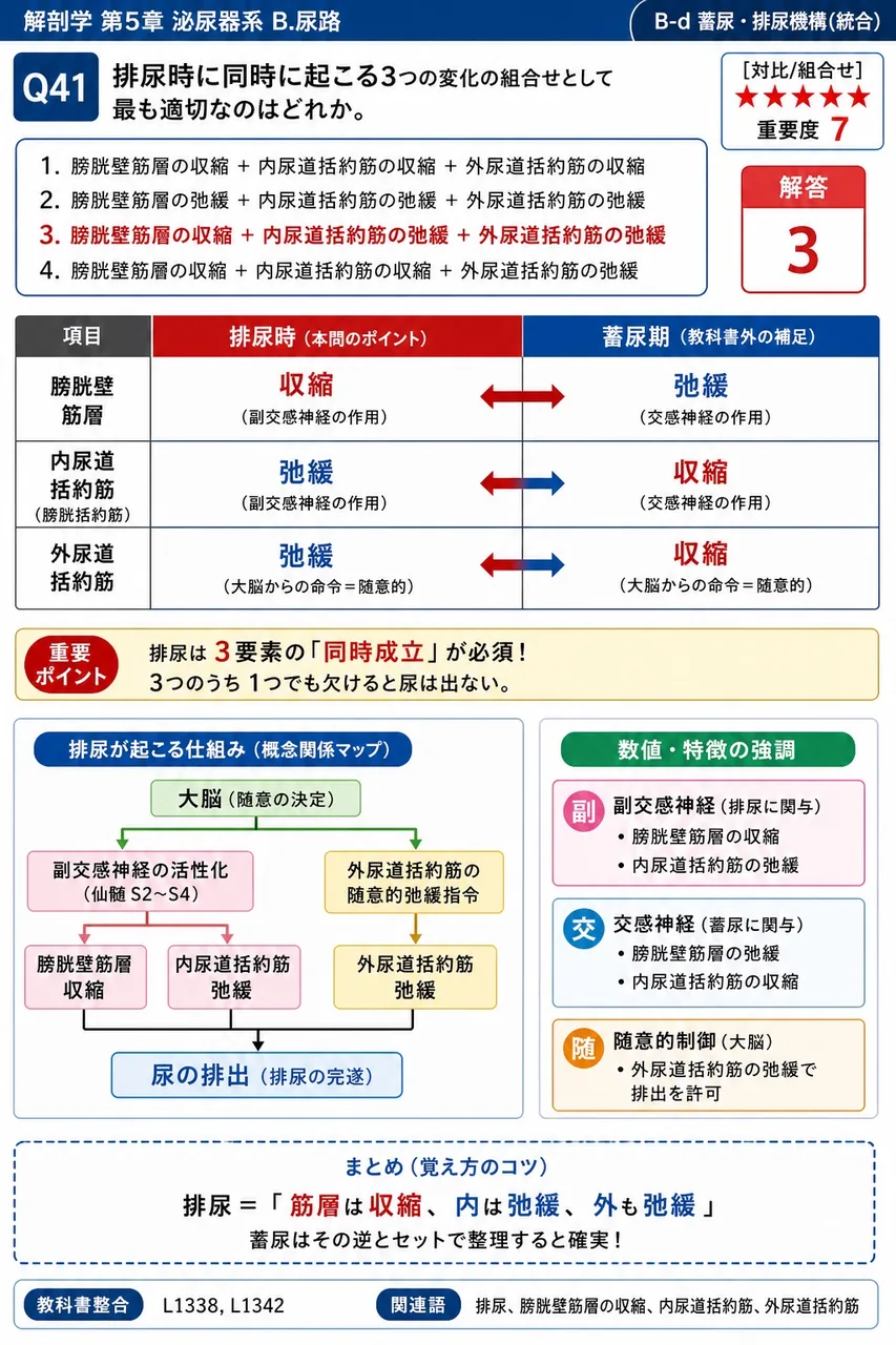 成人の尿管の長さとして最も近いものはどれか。 解説図