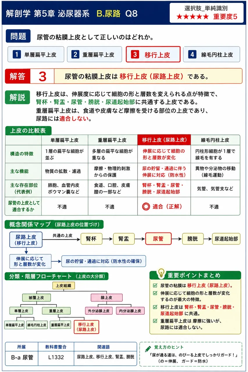 尿管の粘膜上皮として正しいのはどれか。 解説図
