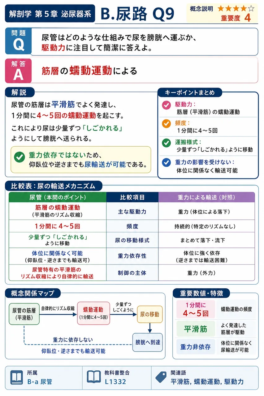 尿管はどのような仕組みで尿を膀胱へ運ぶか、駆動力に注目して簡潔に答えよ。 解説図