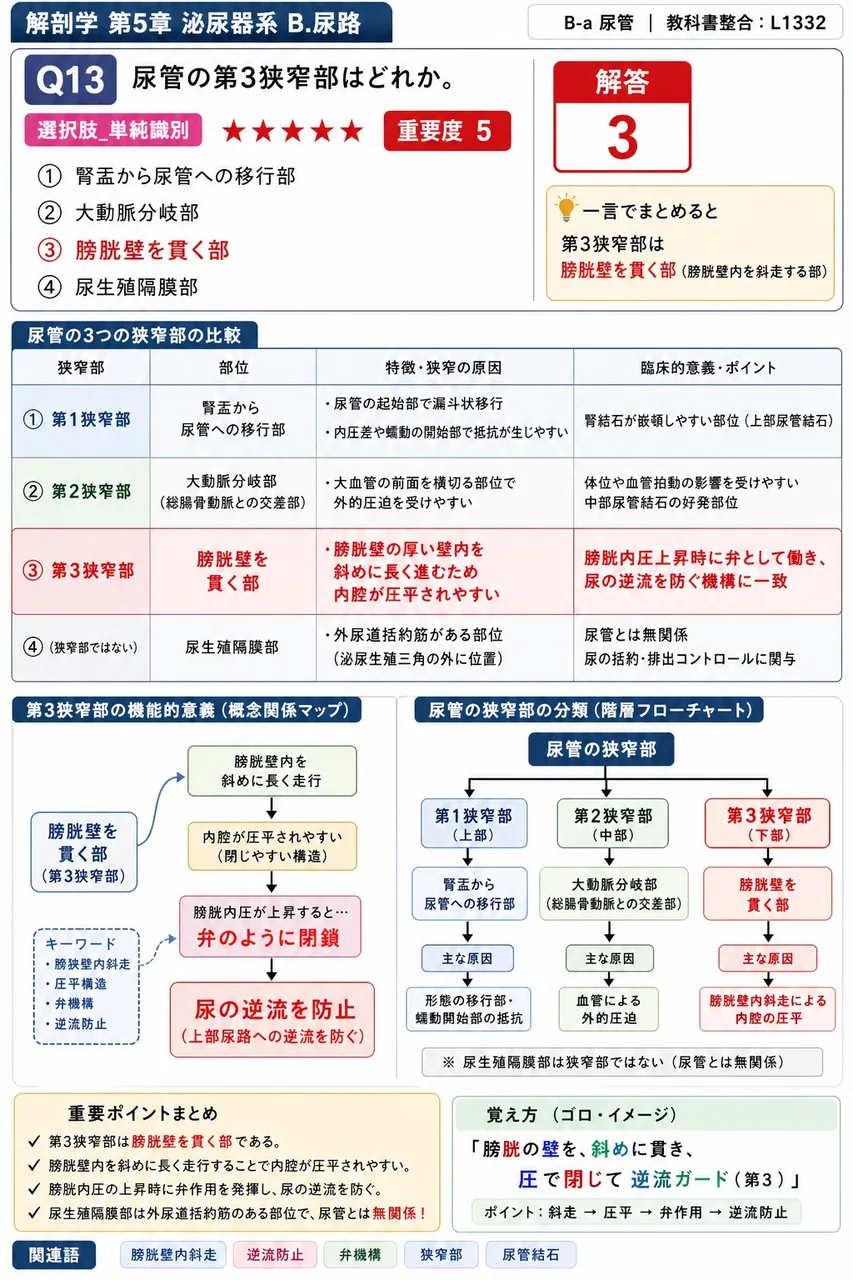 膀胱が伸展されたときの移行上皮の細胞形態の変化を簡潔に答えよ。 解説図