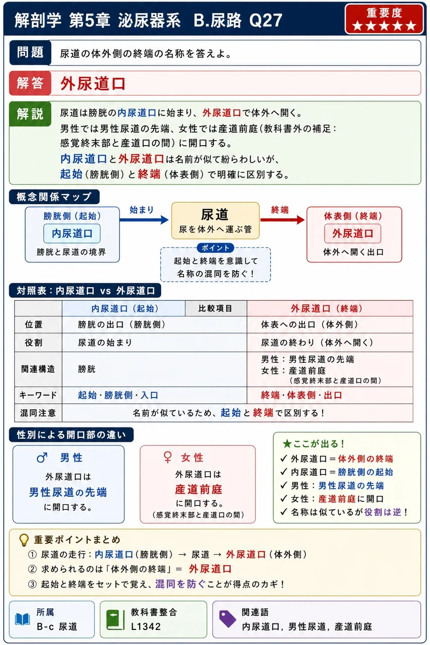 膀胱の壁は3つの層からなる。内側から順に、粘膜・筋層・( )である。 解説図