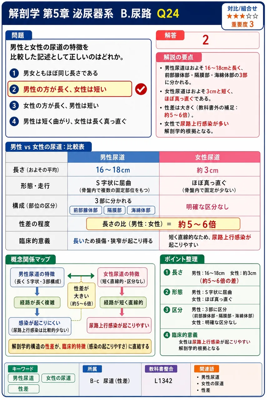 男性と女性の尿道の特徴を比較した記述として正しいのはどれか。 解説図