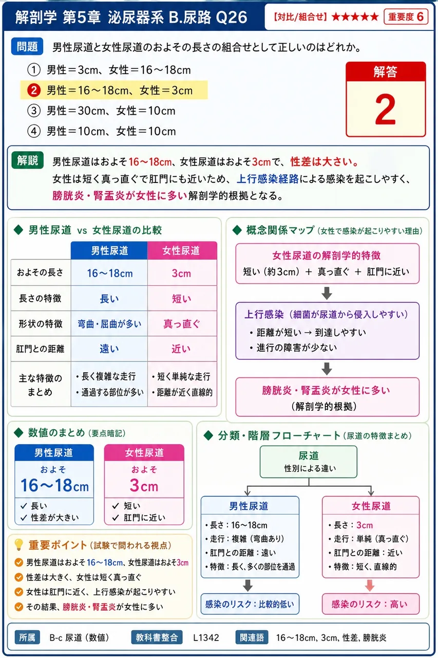 男性尿道と女性尿道のおよその長さの組合せとして正しいのはどれか。 解説図