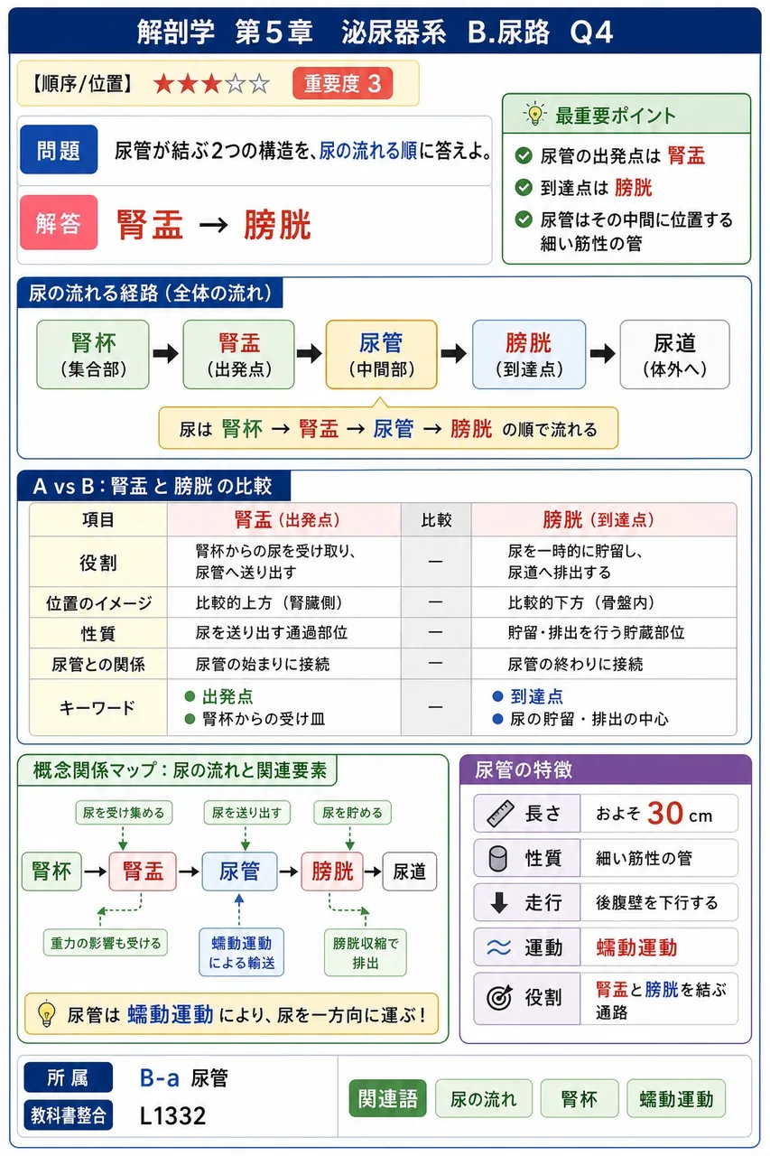 男性尿道が貫いて通る腺はどれか。 解説図