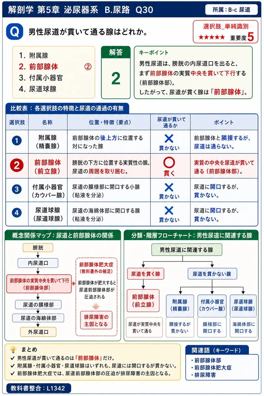 内尿道括約筋は、教科書本文では別名として何と並記されているか。 解説図