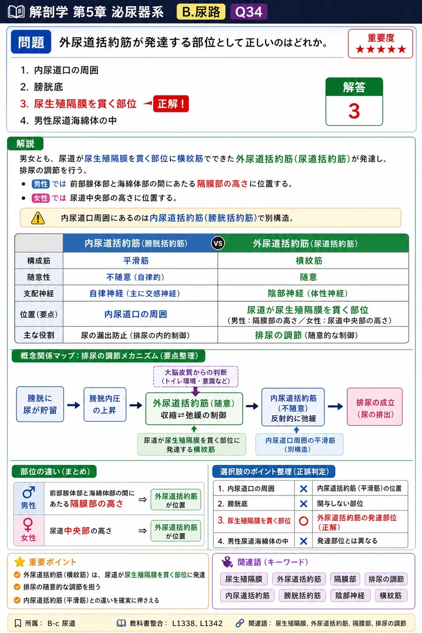 外尿道括約筋が発達する部位として正しいのはどれか。 解説図