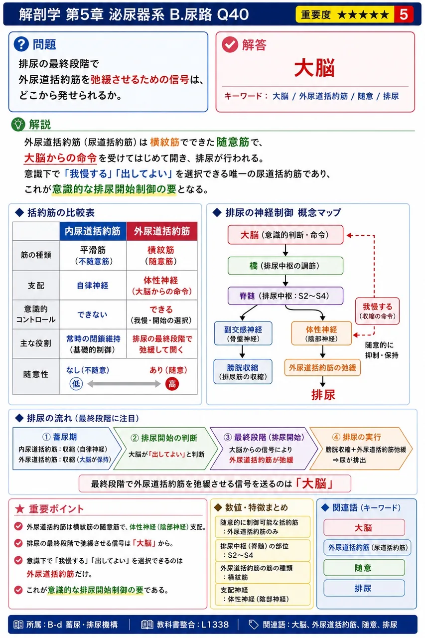 排尿の最終段階で外尿道括約筋を弛緩させるための信号は、どこから発せられるか。 解説図
