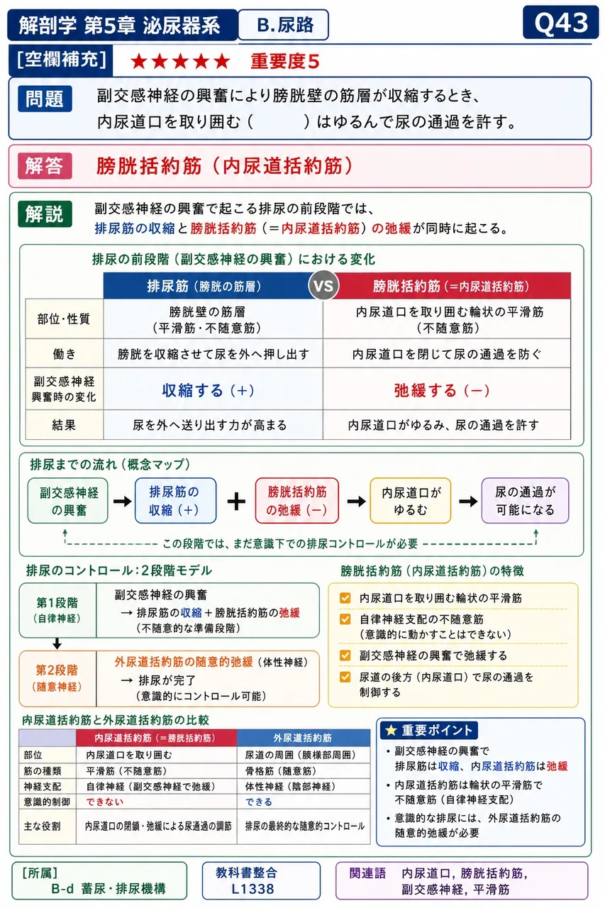 副交感神経の興奮により膀胱壁の筋層が収縮するとき、内尿道口を取り囲む( )はゆるんで尿の通過を許す。 解説図