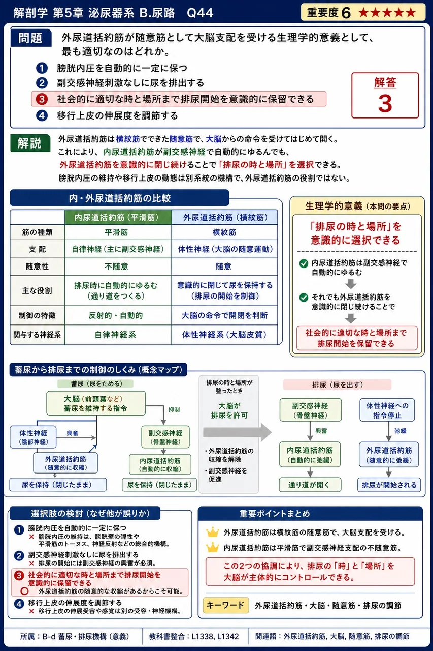 外尿道括約筋が随意筋として大脳支配を受ける生理学的意義として、最も適切なのはどれか。 解説図