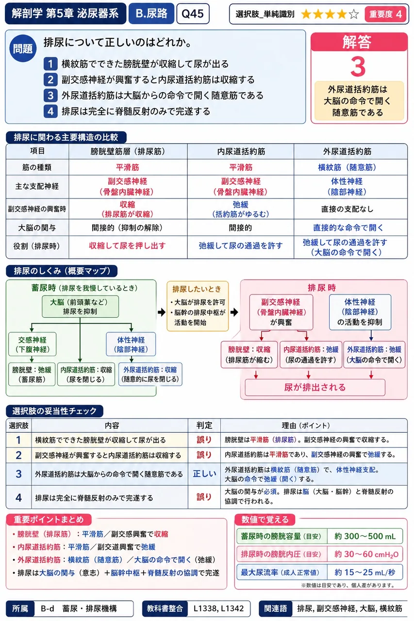 排尿について正しいのはどれか。 解説図