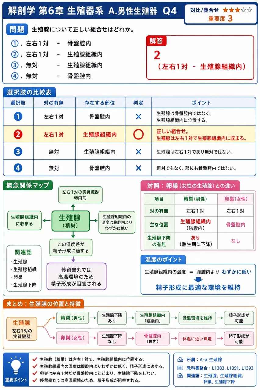 精巣について正しい組合せはどれか。 解説図