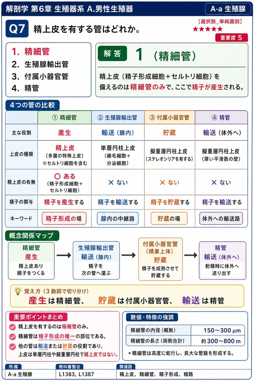 精上皮を有する管はどれか。 解説図