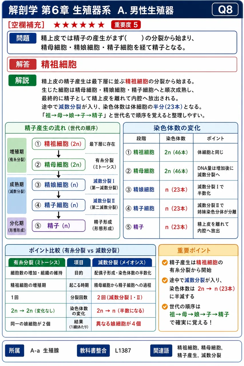 精上皮では精子の産生がまず( )の分裂から始まり、精母細胞・精娘細胞・精子細胞を経て精子となる。 解説図