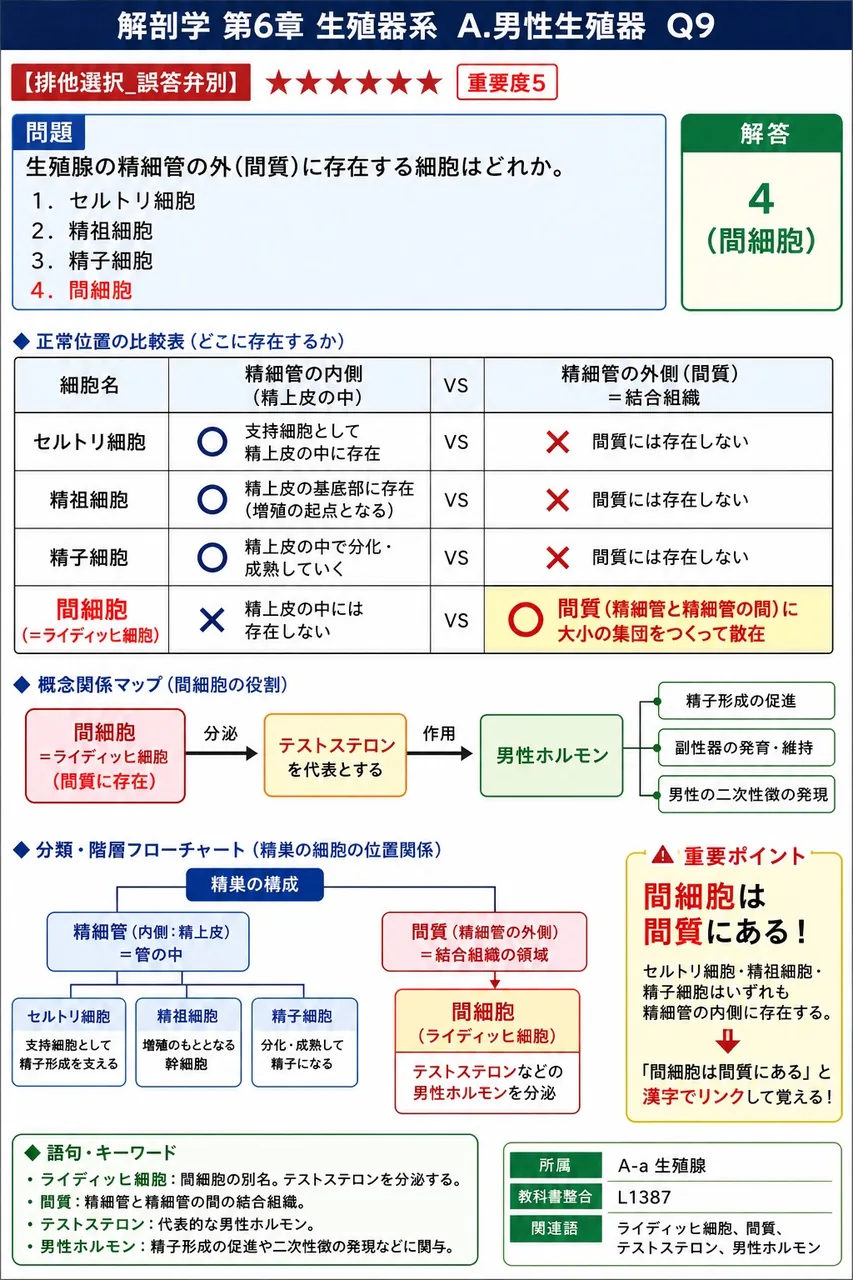 精巣の精細管の外(間質)に存在する細胞はどれか。 解説図