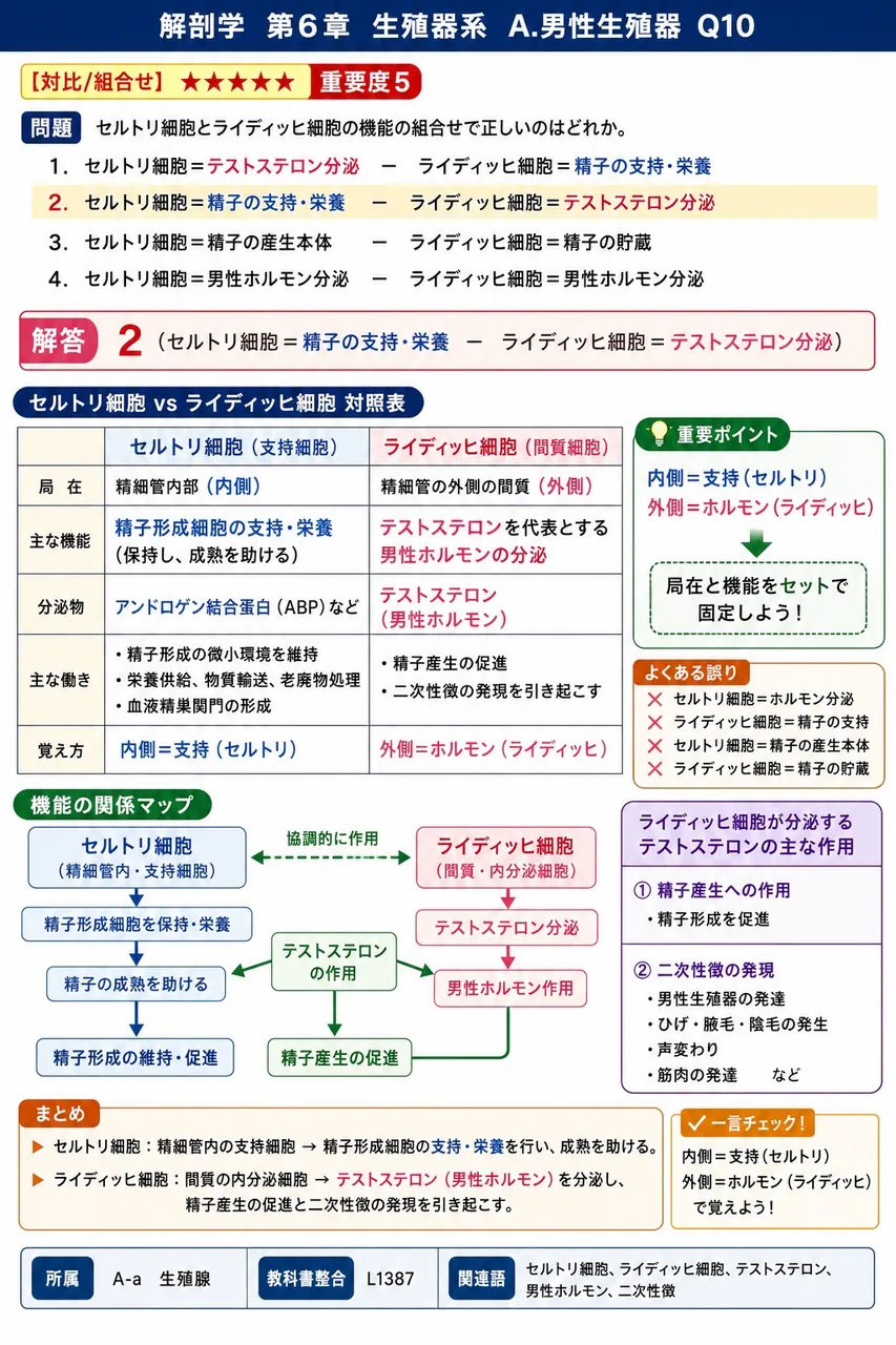 セルトリ細胞とライディッヒ細胞の機能の組合せで正しいのはどれか。 解説図