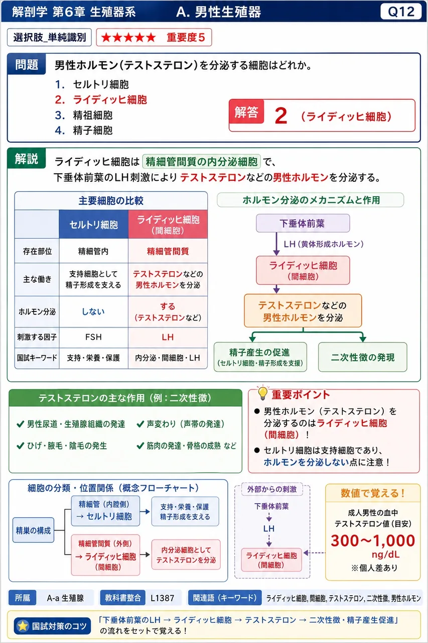 男性ホルモン(テストステロン)を分泌する細胞はどれか。 解説図