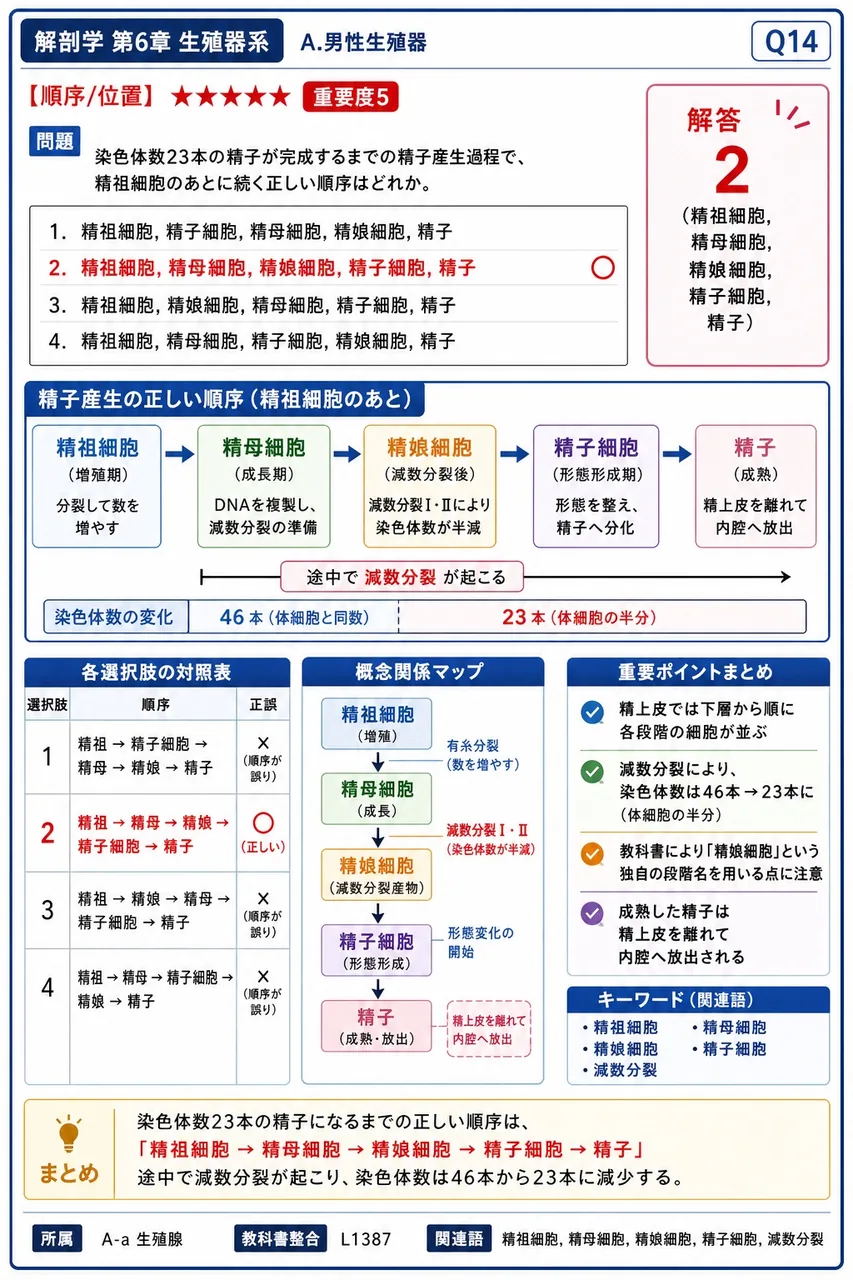 染色体数23本の精子が完成するまでの精子産生過程で、精祖細胞のあとに続く正しい順序はどれか。 解説図