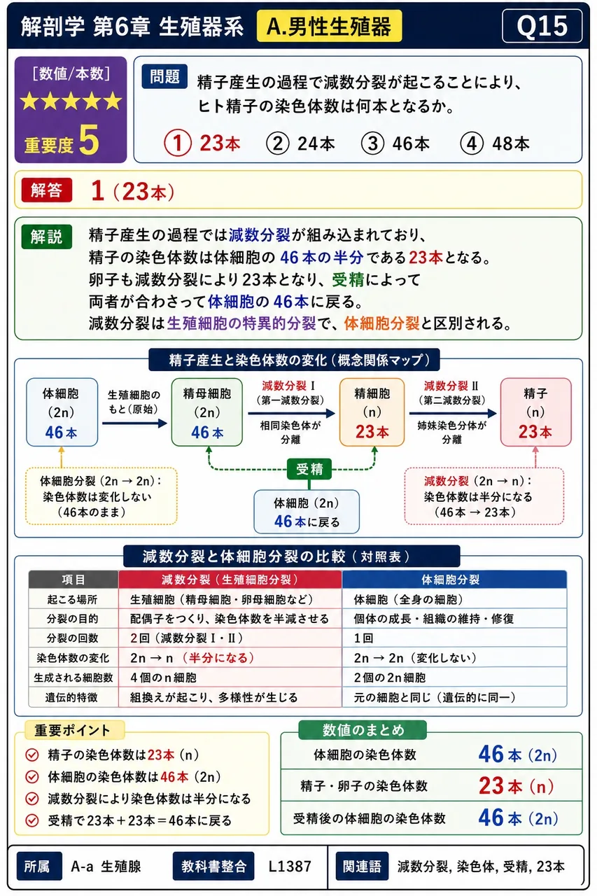 精子産生の過程で減数分裂が起こることにより、ヒト精子の染色体数は何本となるか。 解説図